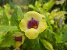 Torenia Gilded Grape (2012, Oct.11)