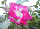 Double Pink Morning Glory (2012, Oct.10)