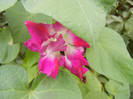 Double Pink Morning Glory (2012, Oct.11)