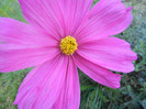 Cosmos bipinnatus (2012, Oct.10)