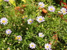 Swan River Daisy (2012, October 10)