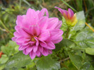 Light Purple dahlia (2012, October 03)