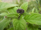 Heliotropium arborescens (2012, Oct.11)