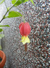 Abutilon megapotamicum (2012, Oct.10)