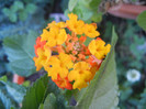 Lantana camara (2012, Oct.10)