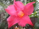 Mandevilla Summer Bell Red (`12, Oct.03)