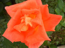 Rose Monica (2012, October 03)
