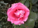Rose Pink Peace (2012, October 11)