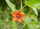 Anagallis arvensis (2012, Oct.11)