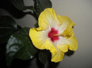 Hibiscus Amanda Dubin