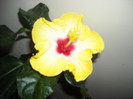 Hibiscus Amanda Dubin