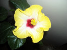 Hibiscus Amanda Dubin