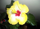 Hibiscus Amanda Dubin