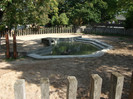 rinocer