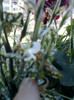 11 oct 2012-flori 005