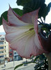 11 oct 2012-flori 007