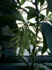 11 oct 2012-flori 017