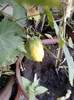 11 oct 2012-flori 019