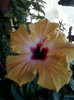 11 oct 2012-flori 020