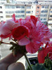 11 oct 2012-flori 024