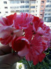 11 oct 2012-flori 026