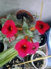 11 oct 2012-flori 027