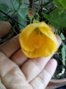 11 oct 2012-flori 035