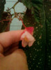 11 oct 2012-flori 040