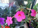 11 oct 2012-flori 032