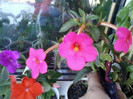 11 oct 2012-flori 033