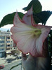 brugmansia roz