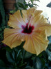 hibi holliday yellow