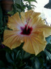 11 oct 2012-flori 023