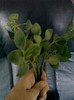 11 oct 2012-flori 041