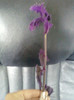 11 oct 2012-flori 044