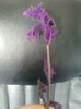 gynura aurantiaca