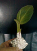 canna indica