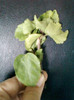 11 oct 2012-flori 056