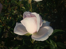 DSC02810