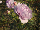 DSC02806