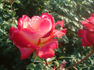 DSC02812