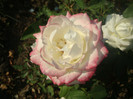 DSC02817