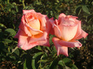 DSC02818