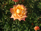 DSC02827