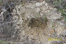 101_0026 Un cuib de insecte ,ocrotit  cu plasa de rabit ....