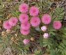 Schrankia nuttallii planta miscatoare pt Romania