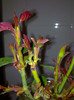 vremea plantatului-trandafiri rosii