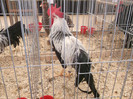 DSCF0671