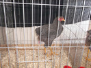DSCF0687