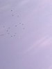 Image0351